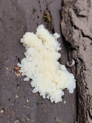 Fuligo septica candida