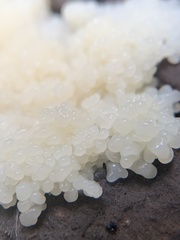Fuligo septica candida