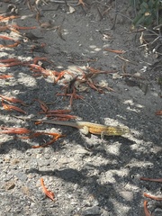 Uta stansburiana
