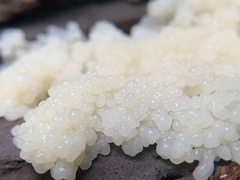Fuligo septica candida