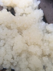 Fuligo septica candida