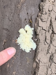 Fuligo septica candida