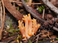 Ramaria anziana