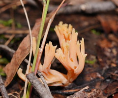 Ramaria anziana