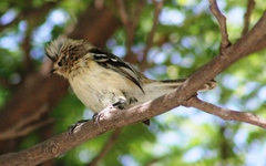 Anairetes reguloides