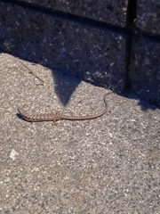 Elgaria multicarinata