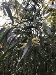 Acacia maidenii