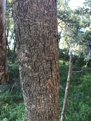 Acacia maidenii