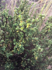 Pimelea serpyllifolia