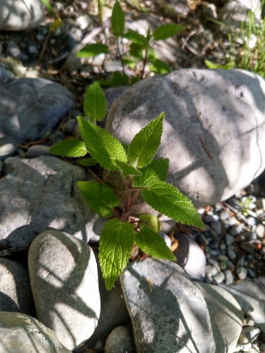 Coastal Hedgenettle foliage
