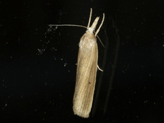Calamotropha leptogrammellus