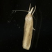 Grass Webworm - Photo (c) David Mules, some rights reserved (CC BY-NC), uploaded by David Mules