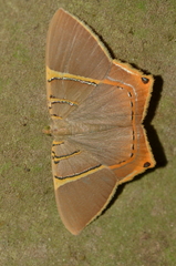 Phrygionis polita