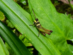 Eucosmetacris cingulata