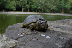 Kinosternon hirtipes