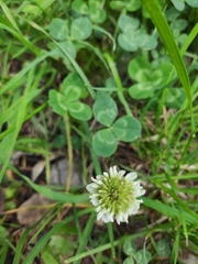 Trifolium repens