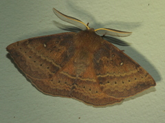 Anthela repleta