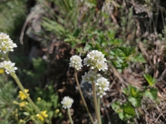 Micranthes rhomboidea