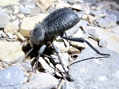 Cryptoglossa infausta
