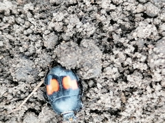 Margarinotus bipustulatus