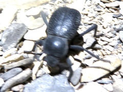 Cryptoglossa infausta