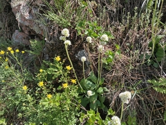 Micranthes rhomboidea