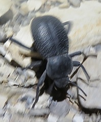 Cryptoglossa infausta
