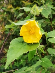 Abutilon hypoleucum
