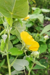 Abutilon hypoleucum