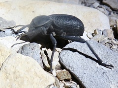 Cryptoglossa infausta