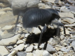 Cryptoglossa infausta