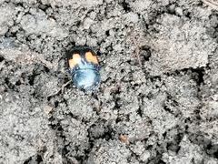 Margarinotus bipustulatus