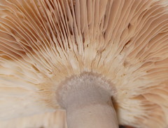 Russula neerimea