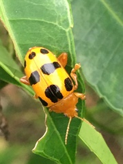 Podontia affinis