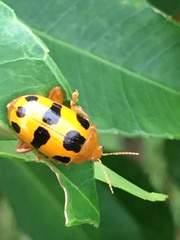 Podontia affinis