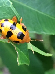 Podontia affinis