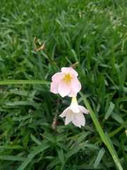 Zephyranthes robusta