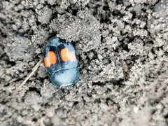 Margarinotus bipustulatus