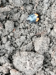 Margarinotus bipustulatus