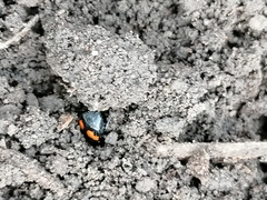 Margarinotus bipustulatus