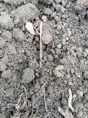 Margarinotus bipustulatus