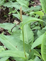 Bistorta officinalis