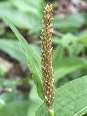 Bistorta officinalis