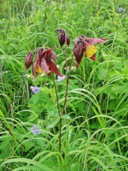 Aquilegia oxysepala