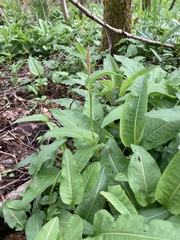 Bistorta officinalis