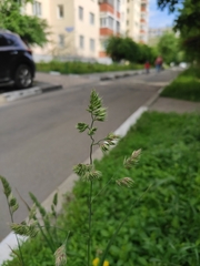 Dactylis glomerata