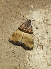 Cobubatha dividua