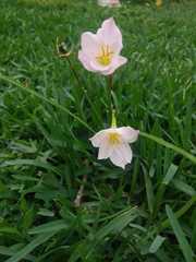Zephyranthes robusta