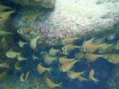 Pempheris compressa