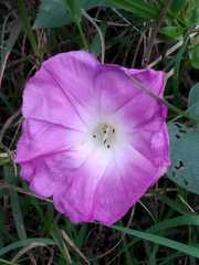 Barleria cristata